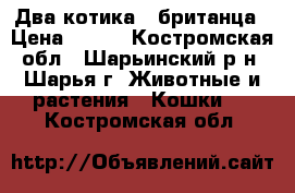 Два котика - британца › Цена ­ 500 - Костромская обл., Шарьинский р-н, Шарья г. Животные и растения » Кошки   . Костромская обл.